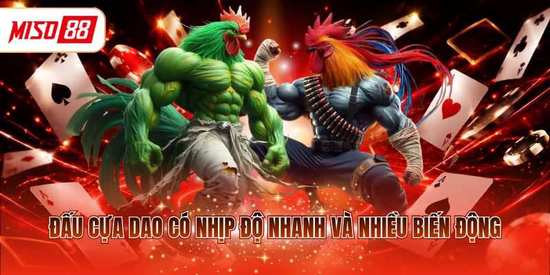 Đấu cựa dao có nhịp độ nhanh và nhiều biến động